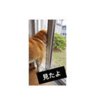 柴犬ししまるDAYS（個別スタンプ：22）