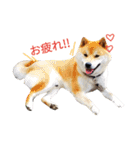 柴犬ししまるDAYS（個別スタンプ：23）