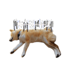 柴犬ししまるDAYS（個別スタンプ：24）