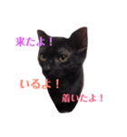 にゃーお！（個別スタンプ：1）