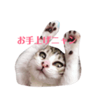 にゃーお！（個別スタンプ：2）