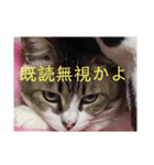 にゃーお！（個別スタンプ：3）
