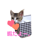 にゃーお！（個別スタンプ：4）