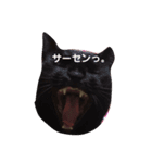 にゃーお！（個別スタンプ：5）