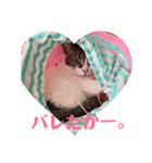 にゃーお！（個別スタンプ：6）