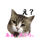 にゃーお！（個別スタンプ：7）