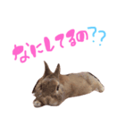 りりー＆ベルの日常 Part2（個別スタンプ：5）