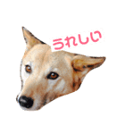 日本犬のほのぼのスタンプ（個別スタンプ：1）