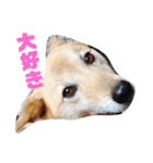 日本犬のほのぼのスタンプ（個別スタンプ：2）