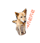 日本犬のほのぼのスタンプ（個別スタンプ：3）