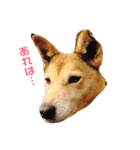 日本犬のほのぼのスタンプ（個別スタンプ：5）