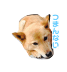 日本犬のほのぼのスタンプ（個別スタンプ：8）