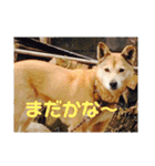 日本犬のほのぼのスタンプ（個別スタンプ：9）
