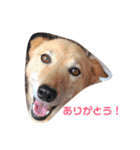 日本犬のほのぼのスタンプ（個別スタンプ：10）