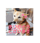 日本犬のほのぼのスタンプ（個別スタンプ：12）