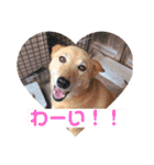 日本犬のほのぼのスタンプ（個別スタンプ：15）