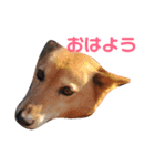 日本犬のほのぼのスタンプ（個別スタンプ：16）