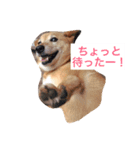 日本犬のほのぼのスタンプ（個別スタンプ：18）