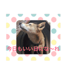日本犬のほのぼのスタンプ（個別スタンプ：20）