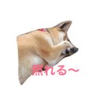 日本犬のほのぼのスタンプ（個別スタンプ：21）