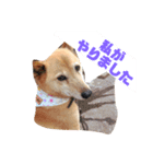 日本犬のほのぼのスタンプ（個別スタンプ：23）