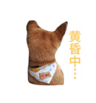 日本犬のほのぼのスタンプ（個別スタンプ：25）