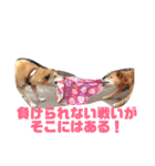 日本犬のほのぼのスタンプ（個別スタンプ：26）