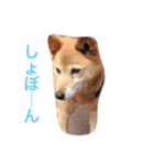 日本犬のほのぼのスタンプ（個別スタンプ：27）