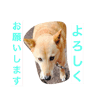 日本犬のほのぼのスタンプ（個別スタンプ：28）