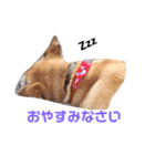 日本犬のほのぼのスタンプ（個別スタンプ：29）