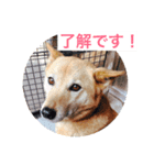 日本犬のほのぼのスタンプ（個別スタンプ：30）