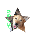 日本犬のほのぼのスタンプ（個別スタンプ：32）