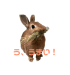 ふう＆うさこ（個別スタンプ：4）