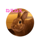 ふう＆うさこ（個別スタンプ：7）