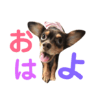 ちぃたん スタンプ（個別スタンプ：5）