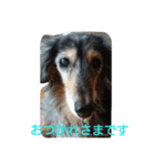 りくじぃの日常（個別スタンプ：9）