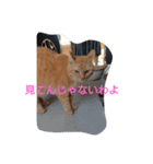 りくじぃの日常（個別スタンプ：16）