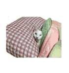 つぶのスタンプ（個別スタンプ：38）