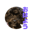 トイプードルとシーズーのMIX犬エマ 4（個別スタンプ：1）