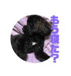 トイプードルとシーズーのMIX犬エマ 4（個別スタンプ：2）