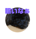 トイプードルとシーズーのMIX犬エマ 4（個別スタンプ：3）