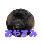トイプードルとシーズーのMIX犬エマ 4（個別スタンプ：4）