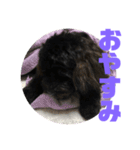 トイプードルとシーズーのMIX犬エマ 4（個別スタンプ：5）