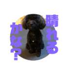 トイプードルとシーズーのMIX犬エマ 4（個別スタンプ：9）