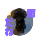 トイプードルとシーズーのMIX犬エマ 4（個別スタンプ：10）