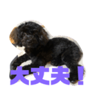 トイプードルとシーズーのMIX犬エマ 4（個別スタンプ：11）