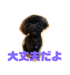 トイプードルとシーズーのMIX犬エマ 4（個別スタンプ：12）