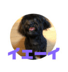 トイプードルとシーズーのMIX犬エマ 4（個別スタンプ：13）