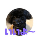 トイプードルとシーズーのMIX犬エマ 4（個別スタンプ：14）