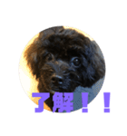 トイプードルとシーズーのMIX犬エマ 4（個別スタンプ：15）